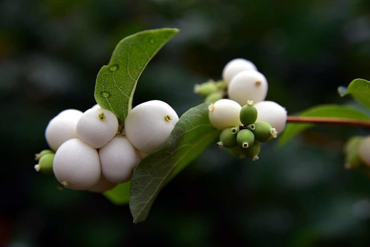 Best Tips for Growing Peas in Your Garden